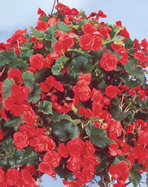 B. ‘Charisma Red’